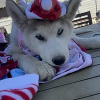Gracy, a female Alaskan Malamute and Alaskan Husky for sale in Chino, CA – Photo 5 of 9