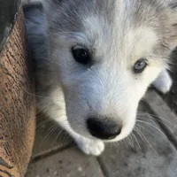 Gracy, a female Alaskan Malamute and Alaskan Husky for sale in Chino, CA – Photo 7 of 9