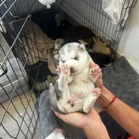 Gracy, a female Alaskan Malamute and Alaskan Husky for sale in Chino, CA – Photo 9 of 9