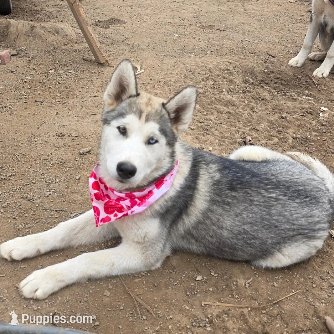 Gracy, a female Alaskan Malamute and Alaskan Husky for sale in Chino, CA – Photo 2 of 9