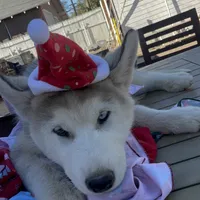 Gracy, a female Alaskan Malamute and Alaskan Husky for sale in Chino, CA – Photo 4 of 9