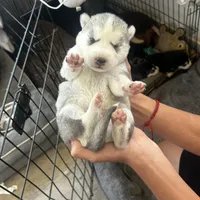 Gracy, a female Alaskan Malamute and Alaskan Husky for sale in Chino, CA – Photo 8 of 9