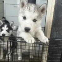 Gracy, a female Alaskan Malamute and Alaskan Husky for sale in Chino, CA – Photo 6 of 9