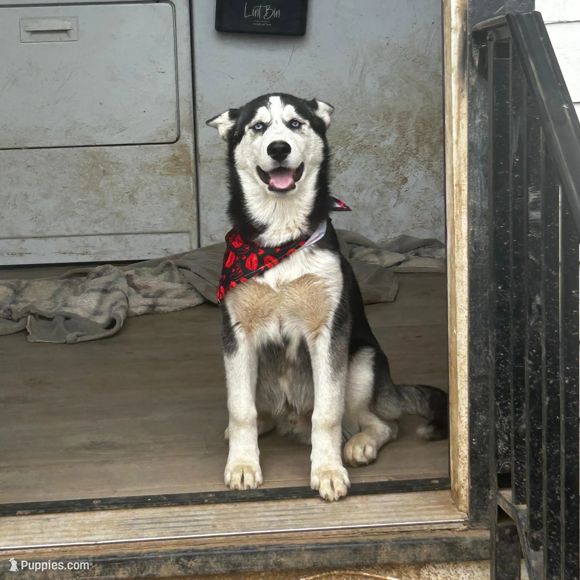 Jr, a male Alaskan Husky for sale in Chino, CA – Photo 9 of 9