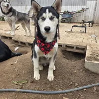 Jr, a male Alaskan Husky for sale in Chino, CA – Photo 7 of 9
