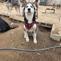 Jr, a male Alaskan Husky for sale in Chino, CA – Photo 6 of 9