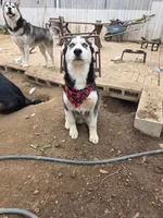 Jr, a male Alaskan Husky for sale in Chino, CA – Photo 6 of 9