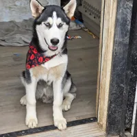 Jr, a male Alaskan Husky for sale in Chino, CA – Photo 4 of 9