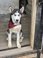 Jr, a male Alaskan Husky for sale in Chino, CA – Photo 4 of 9