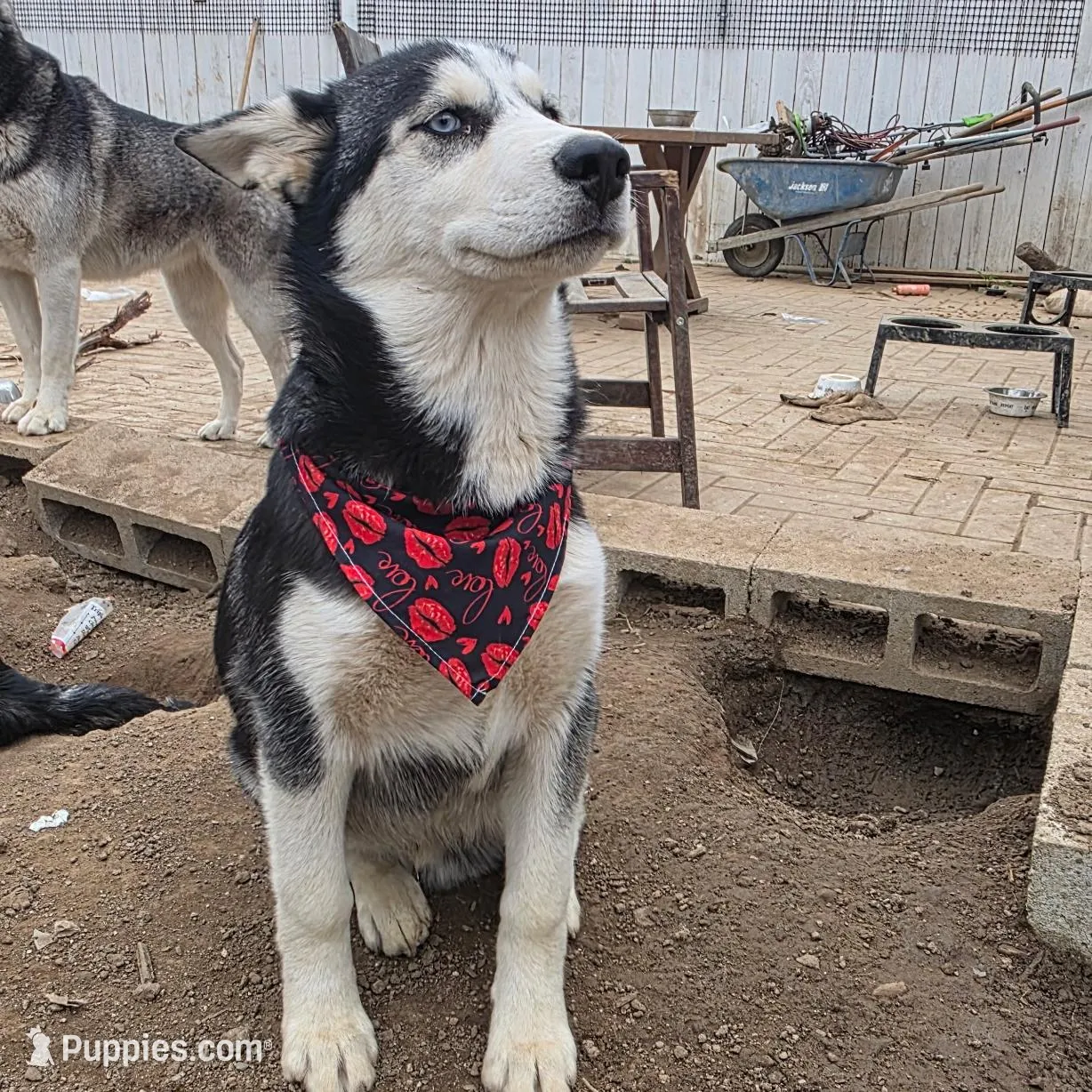 Jr, a male Alaskan Husky for sale in Chino, CA – Photo 8 of 9