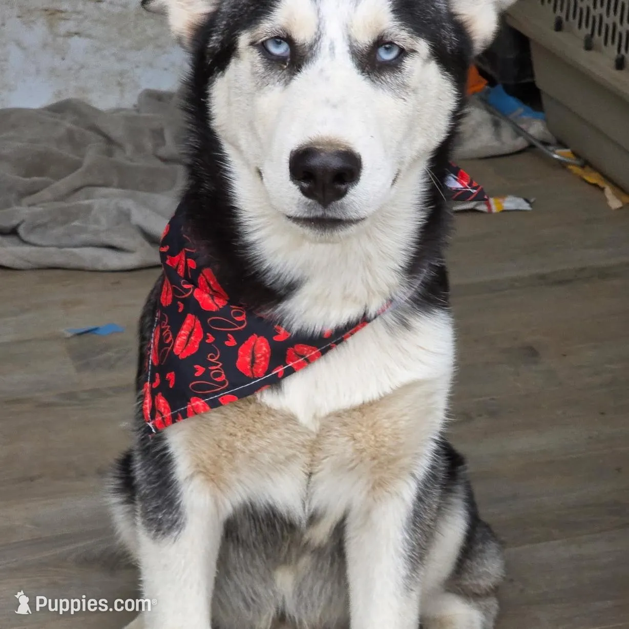 Jr, a male Alaskan Husky for sale in Chino, CA – Photo 5 of 9