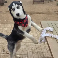 Jr, a male Alaskan Husky for sale in Chino, CA – Photo 1 of 9