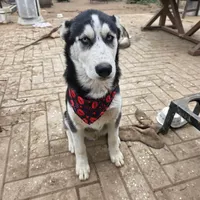 Jr, a male Alaskan Husky for sale in Chino, CA – Photo 3 of 9