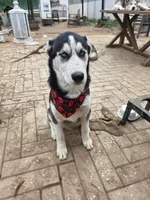 Jr, a male Alaskan Husky for sale in Chino, CA – Photo 3 of 9