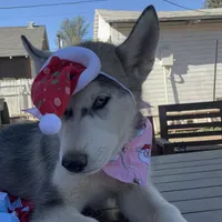 Rosy, a female Alaskan Malamute and Alaskan Husky for sale in Chino, CA – Photo 5 of 5