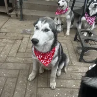 Rosy, a female Alaskan Malamute and Alaskan Husky for sale in Chino, CA – Photo 2 of 5