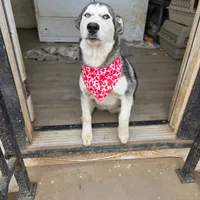 Rosy, a female Alaskan Malamute and Alaskan Husky for sale in Chino, CA – Photo 1 of 5