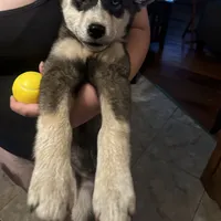 Spotty, a male Siberian Husky for sale in Chino, CA – Photo 5 of 7