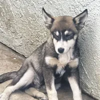 Spotty, a male Siberian Husky for sale in Chino, CA – Photo 4 of 7