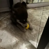 Spotty, a male Siberian Husky for sale in Chino, CA – Photo 6 of 7