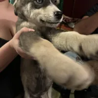 Spotty, a male Siberian Husky for sale in Chino, CA – Photo 2 of 7