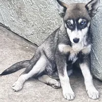 Spotty, a male Siberian Husky for sale in Chino, CA – Photo 3 of 7
