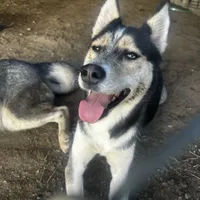 Oreo, a female Alaskan Husky for sale in Chino, CA – Photo 1 of 4