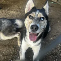 Oreo, a female Alaskan Husky for sale in Chino, CA – Photo 2 of 4