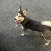 Oreo, a female Alaskan Husky for sale in Chino, CA – Photo 4 of 4