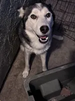 processed/e026d6d6-820e-4f83-9168-f9d39d0eb191/listing/9c3abc42-63d2-45c7-ac45-10b2f5305988/2a2a503c-0a6a-4e08-98b7-1dd18306bfa0