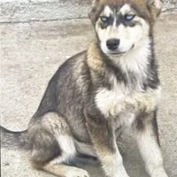 Coco, a male Alaskan Husky for sale in Chino, CA – Photo 2 of 3