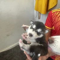 Kobe, a male Alaskan Malamute and Alaskan Husky for sale in Chino, CA – Photo 10 of 10