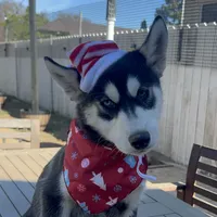 Kobe, a male Alaskan Malamute and Alaskan Husky for sale in Chino, CA – Photo 3 of 10