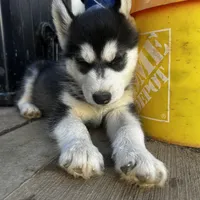 Kobe, a male Alaskan Malamute and Alaskan Husky for sale in Chino, CA – Photo 8 of 10