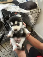 processed/e026d6d6-820e-4f83-9168-f9d39d0eb191/listing/e65fa6c9-bdc5-446d-bad2-6b72e0b5960b/c1d917e9-e467-4c1d-9997-60eb1797ab3a