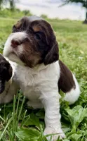 Liberty, a female English Springer Spaniel for sale in Hopkinsville, KY – 2 of 4