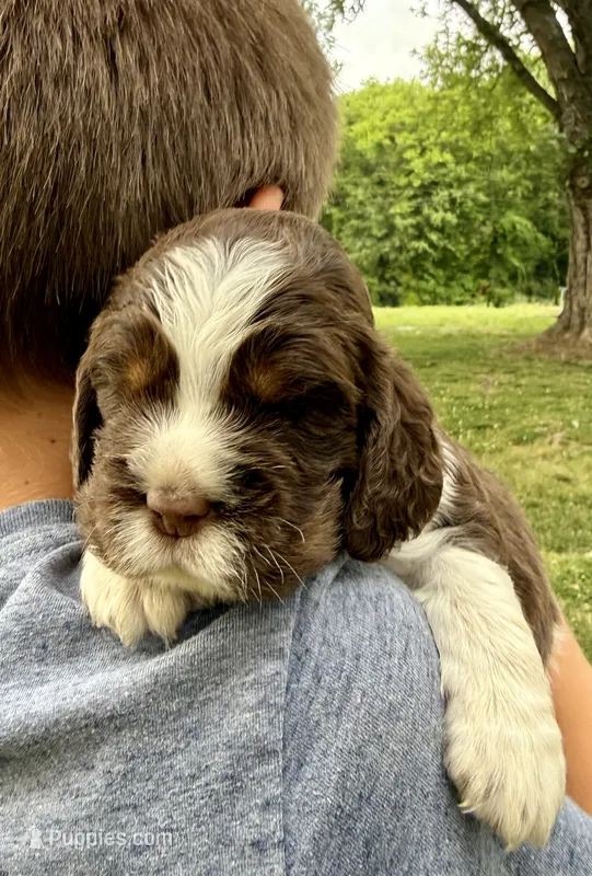 Freedom  – English Springer Spaniel puppy for sale in Hopkinsville, KY