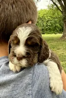 Freedom , a male English Springer Spaniel for sale in Hopkinsville, KY – 1 of 4