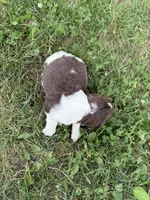 Flag, a male English Springer Spaniel for sale in Hopkinsville, KY – 4 of 4