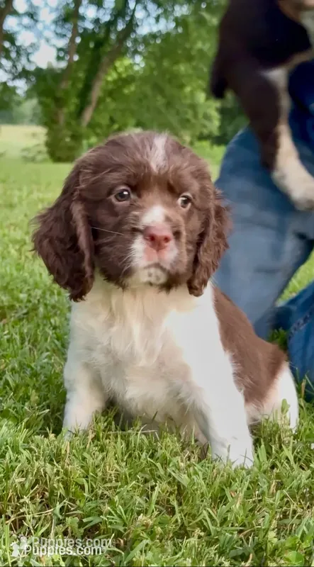 Flag – English Springer Spaniel puppy for sale in Hopkinsville, KY
