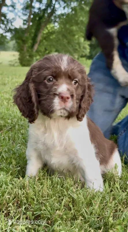 Flag – English Springer Spaniel puppy for sale in Hopkinsville, KY