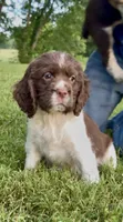 Flag, a male English Springer Spaniel for sale in Hopkinsville, KY – 1 of 8