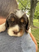 Liberty, a female English Springer Spaniel for sale in Hopkinsville, KY – 4 of 4