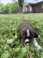 Patriot, a male English Springer Spaniel for sale in Hopkinsville, KY – 2 of 5