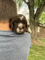 Bell, a female English Springer Spaniel for sale in Hopkinsville, KY – 2 of 3