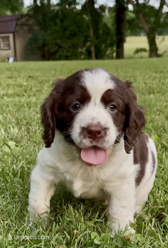 Independence  – English Springer Spaniel puppy for sale in Hopkinsville, KY