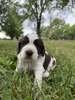 Independence , a male English Springer Spaniel for sale in Hopkinsville, KY – 1 of 7