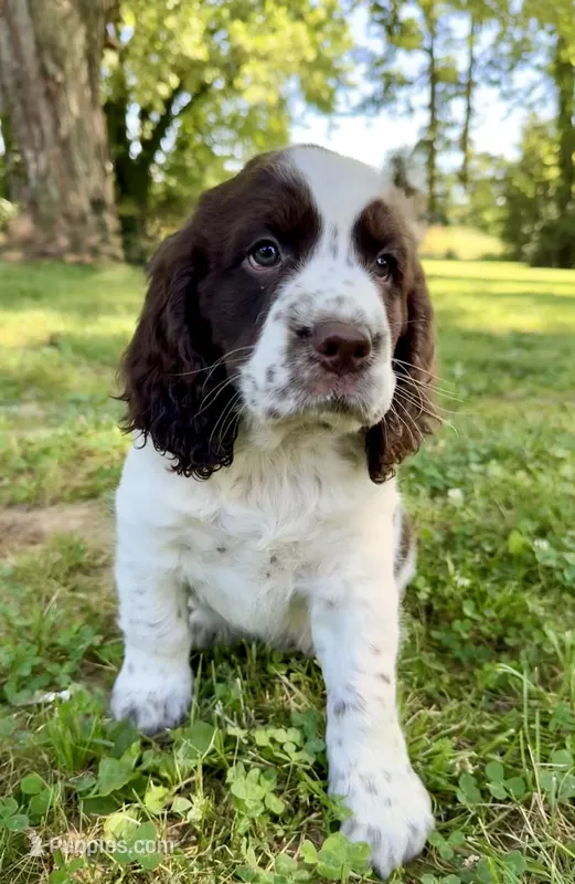 Independence  – English Springer Spaniel puppy for sale in Hopkinsville, KY