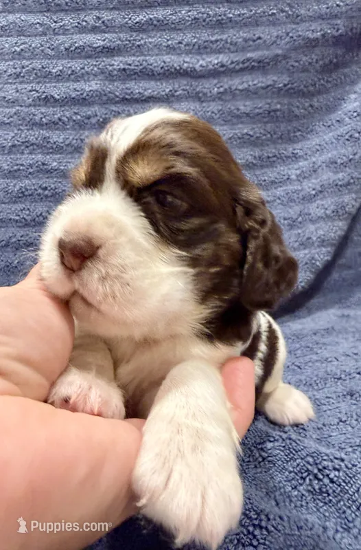 Gratitude, a female English Springer Spaniel for sale in Hopkinsville, KY – 1 of 4
