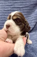 Gratitude, a female English Springer Spaniel for sale in Hopkinsville, KY – 1 of 4